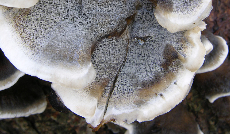 Bjerkandera adusta (Willd.) P. Karst